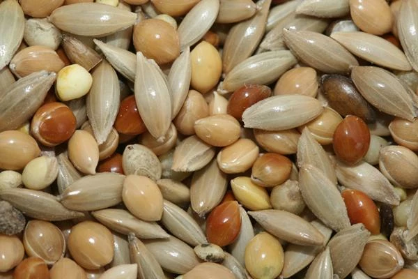 Which Country Exports the Most Canary Seeds in the World?